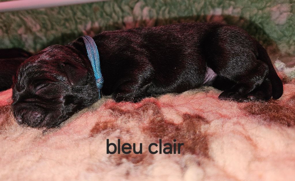 Du Gardien Des Aulnois - Chiot disponible  - Labrador Retriever