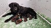  - Chiot Labrador chocolat et noire à réserver 