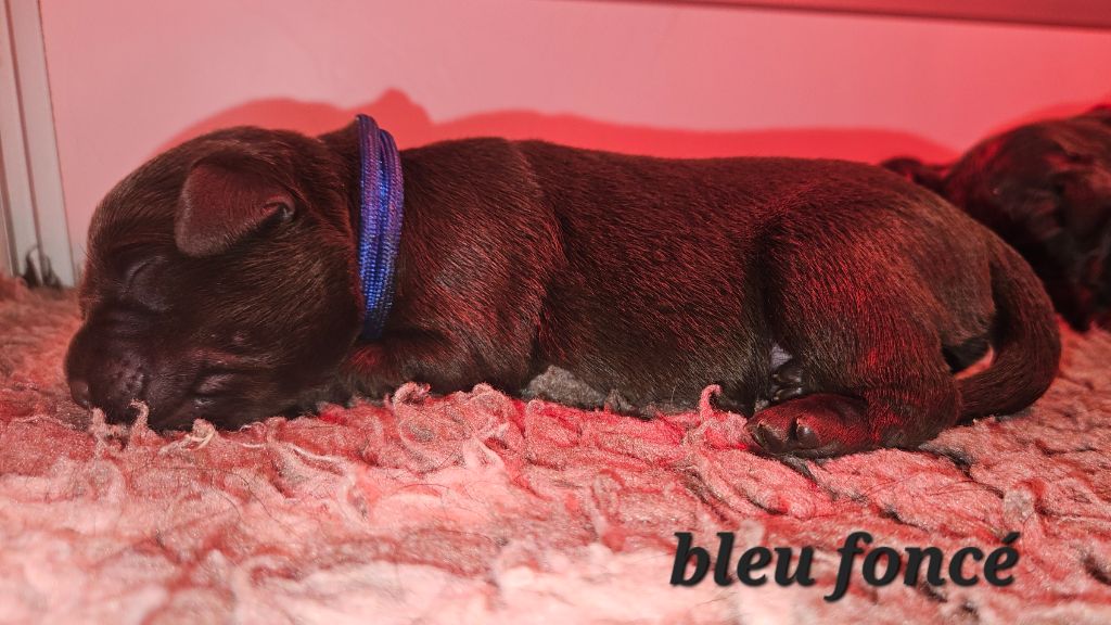 Du Gardien Des Aulnois - Chiot disponible  - Labrador Retriever