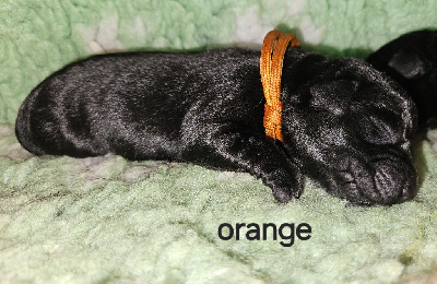 Collier orange