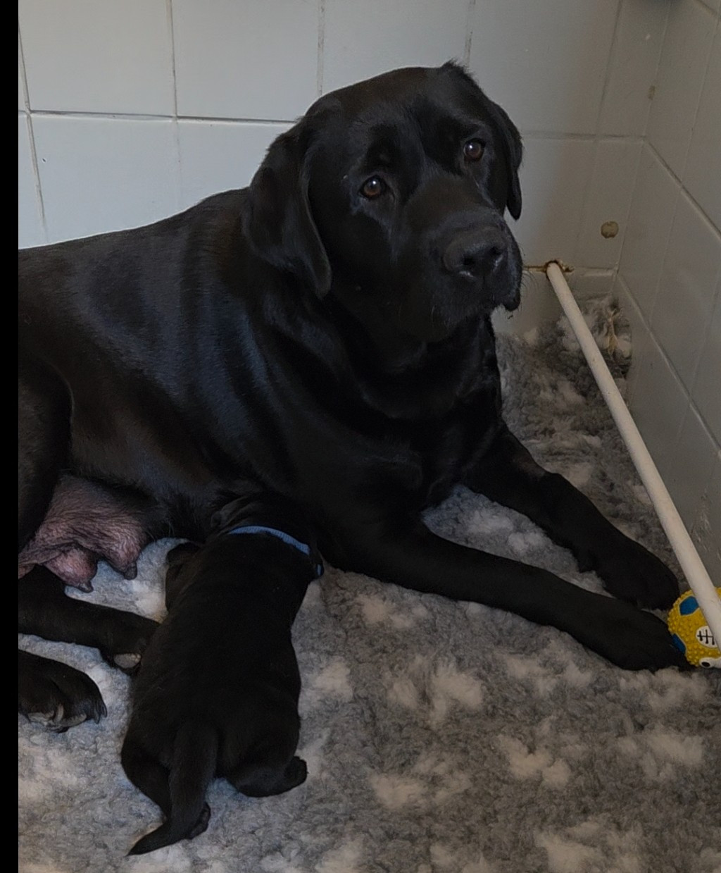 Shypie De la plume du pevele