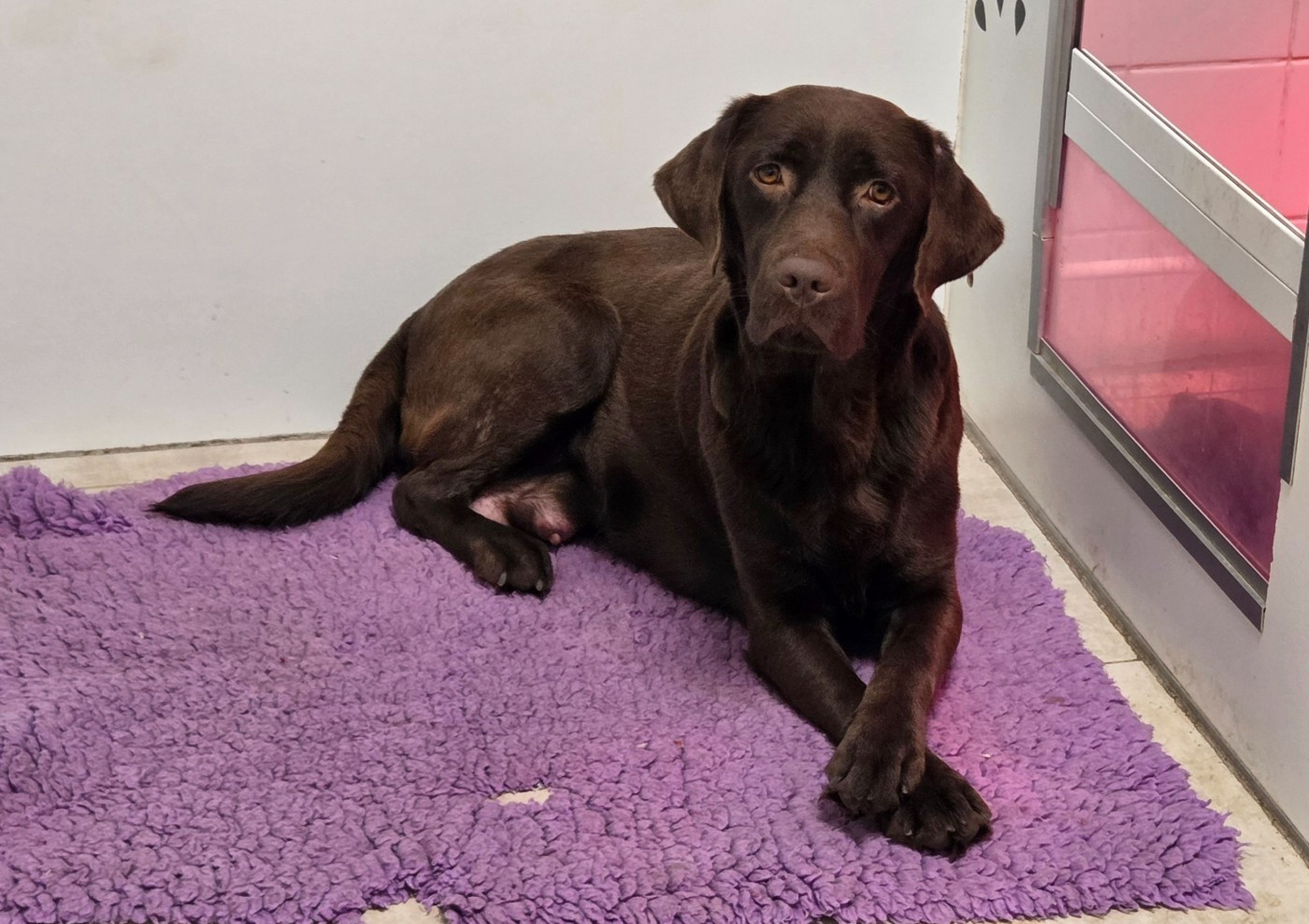 Trixie Du Gardien Des Aulnois