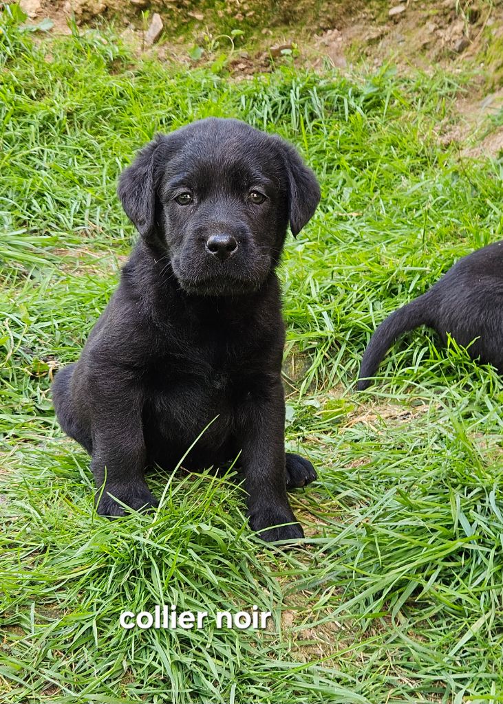 Chiot Labrador disponible à la réservation 
