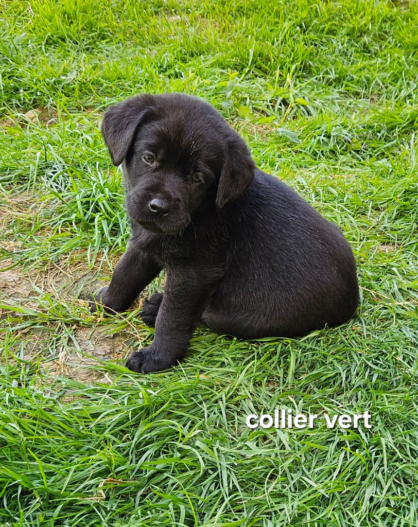 Du Gardien Des Aulnois - Chiots disponibles - Labrador Retriever