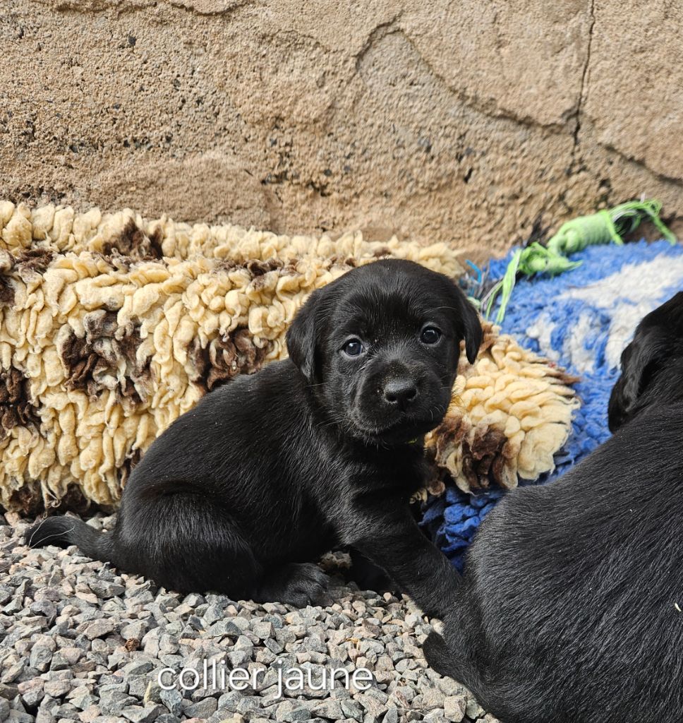 Du Gardien Des Aulnois - Chiots disponibles - Labrador Retriever