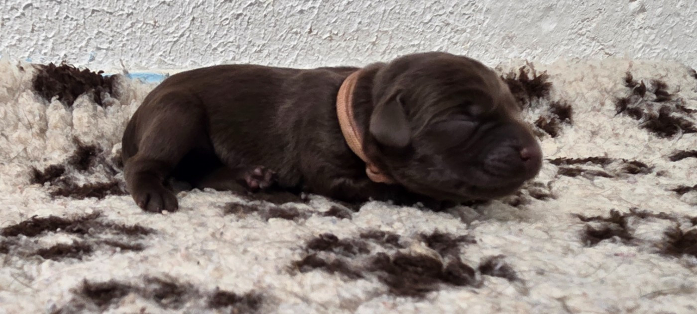 Du Gardien Des Aulnois - Chiots disponibles - Labrador Retriever