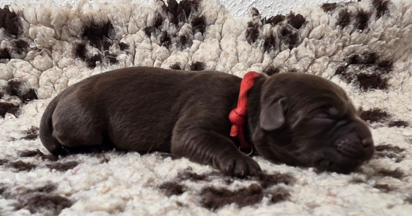 Du Gardien Des Aulnois - Chiots disponibles - Labrador Retriever
