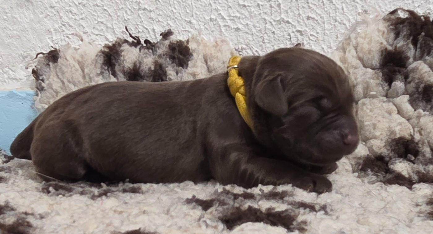 Du Gardien Des Aulnois - Chiots disponibles - Labrador Retriever