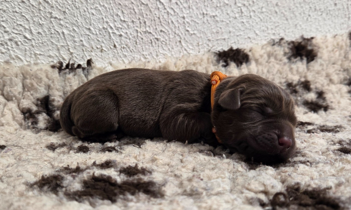 Du Gardien Des Aulnois - Chiots disponibles - Labrador Retriever