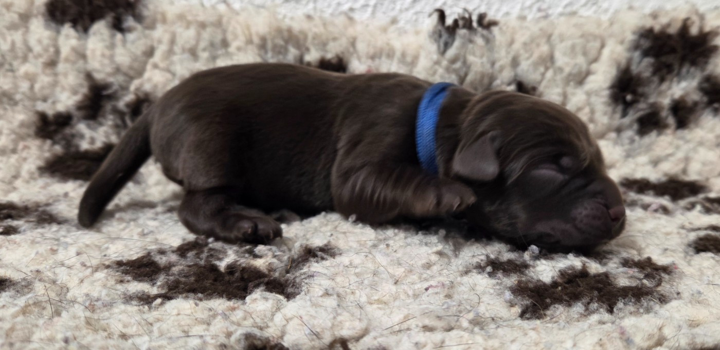 Du Gardien Des Aulnois - Chiots disponibles - Labrador Retriever