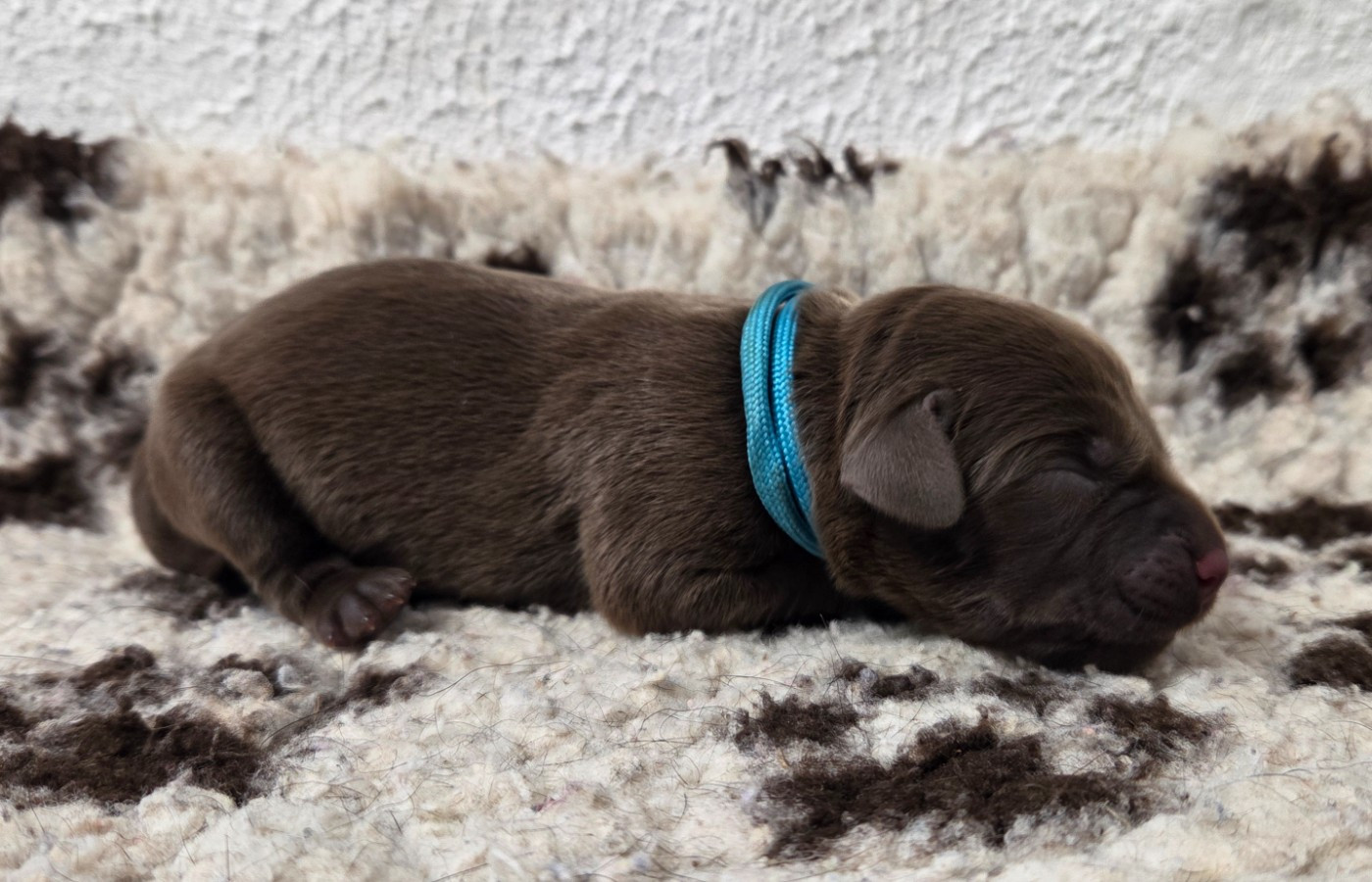 Du Gardien Des Aulnois - Chiots disponibles - Labrador Retriever