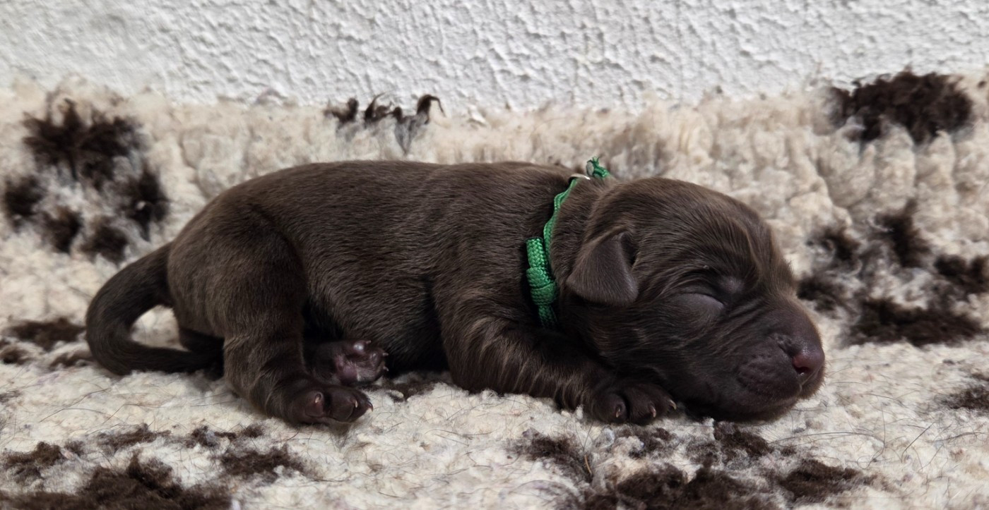 Du Gardien Des Aulnois - Chiots disponibles - Labrador Retriever