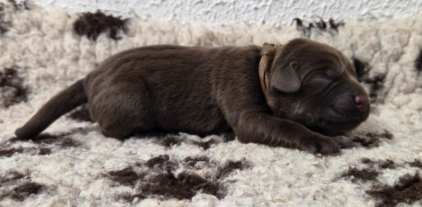 Du Gardien Des Aulnois - Chiots disponibles - Labrador Retriever