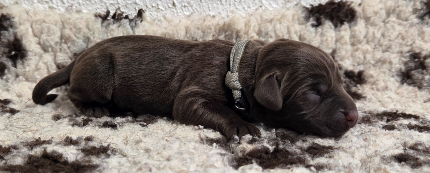 Du Gardien Des Aulnois - Chiots disponibles - Labrador Retriever