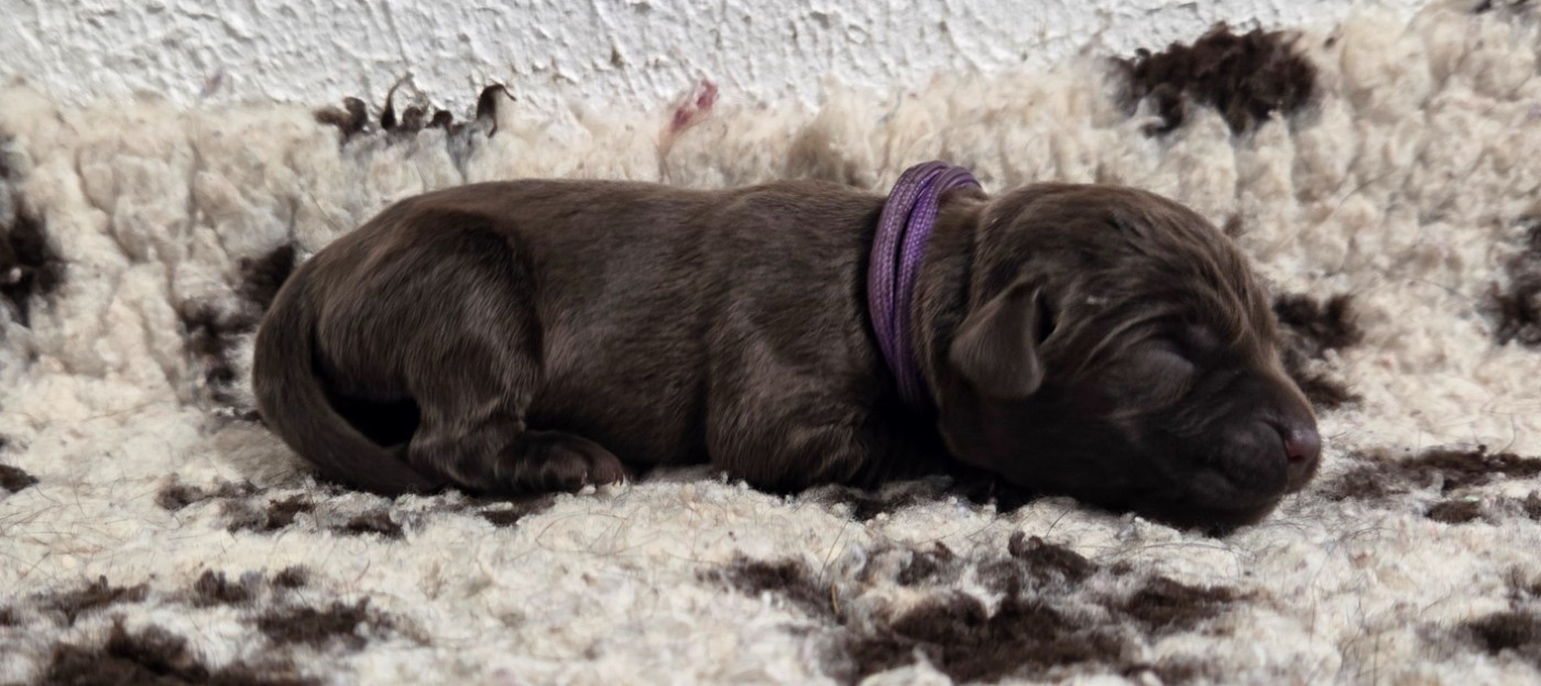 Du Gardien Des Aulnois - Chiots disponibles - Labrador Retriever