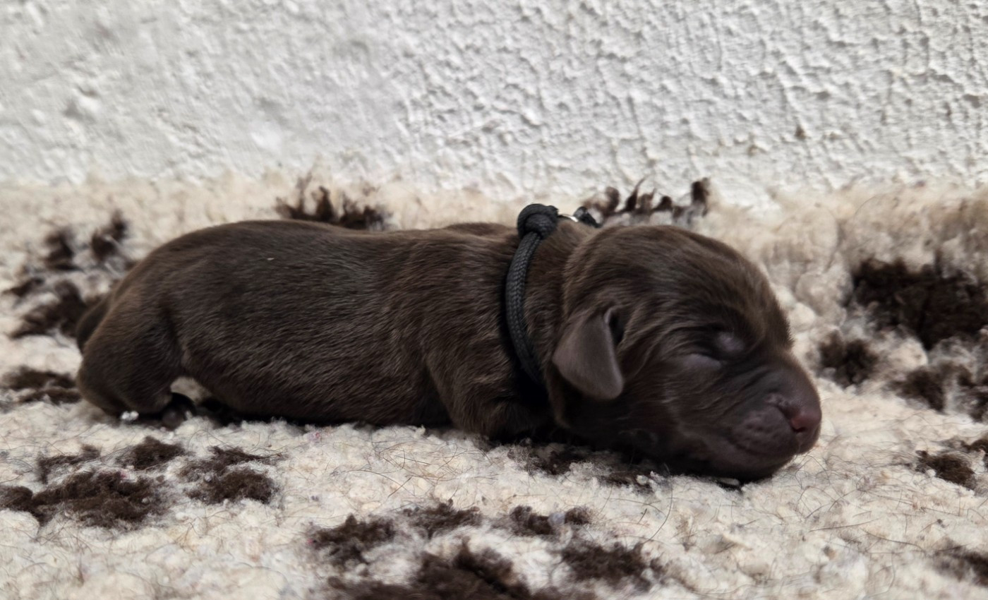 Du Gardien Des Aulnois - Chiots disponibles - Labrador Retriever