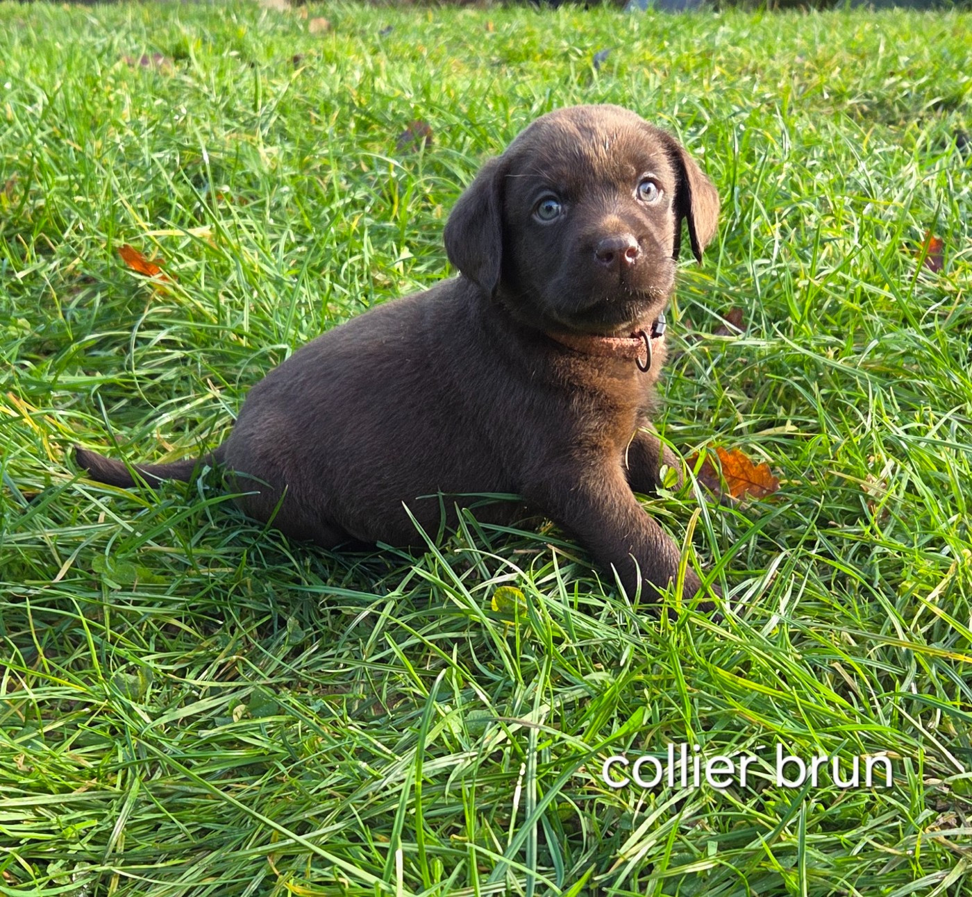 Du Gardien Des Aulnois - Chiots disponibles - Labrador Retriever