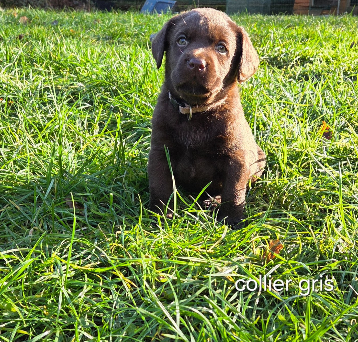 Du Gardien Des Aulnois - Chiots disponibles - Labrador Retriever