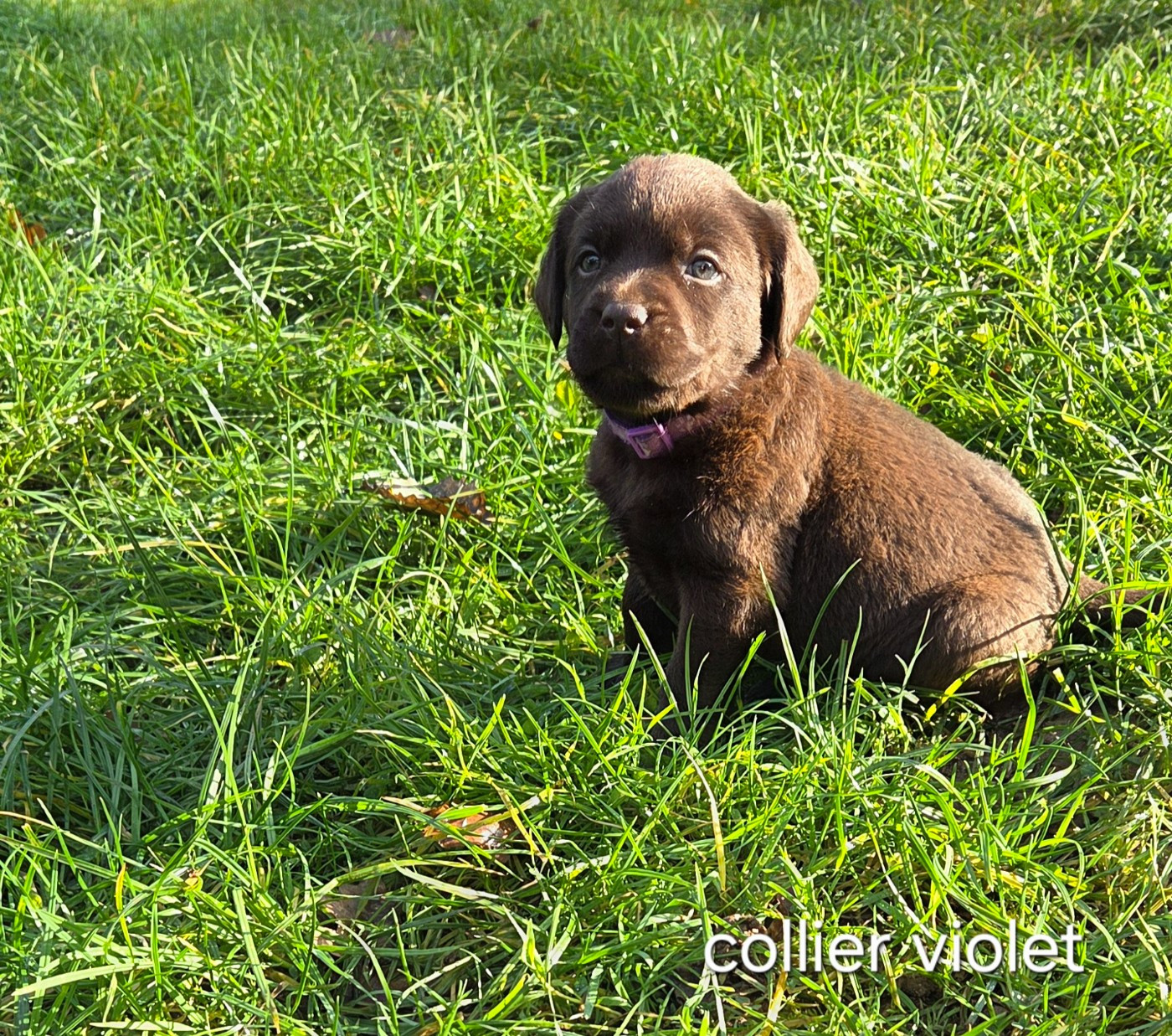 Du Gardien Des Aulnois - Chiots disponibles - Labrador Retriever