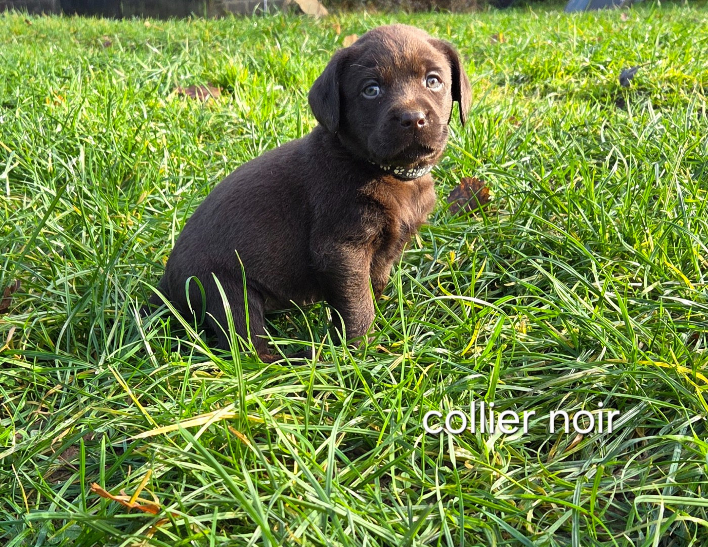 Du Gardien Des Aulnois - Chiots disponibles - Labrador Retriever