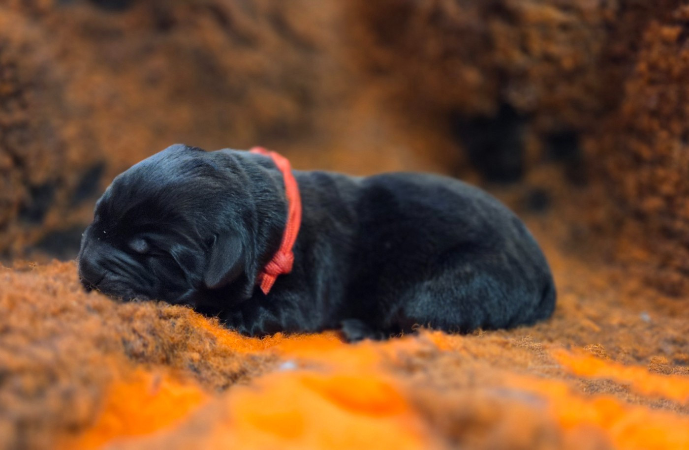 Du Gardien Des Aulnois - Chiots disponibles - Labrador Retriever