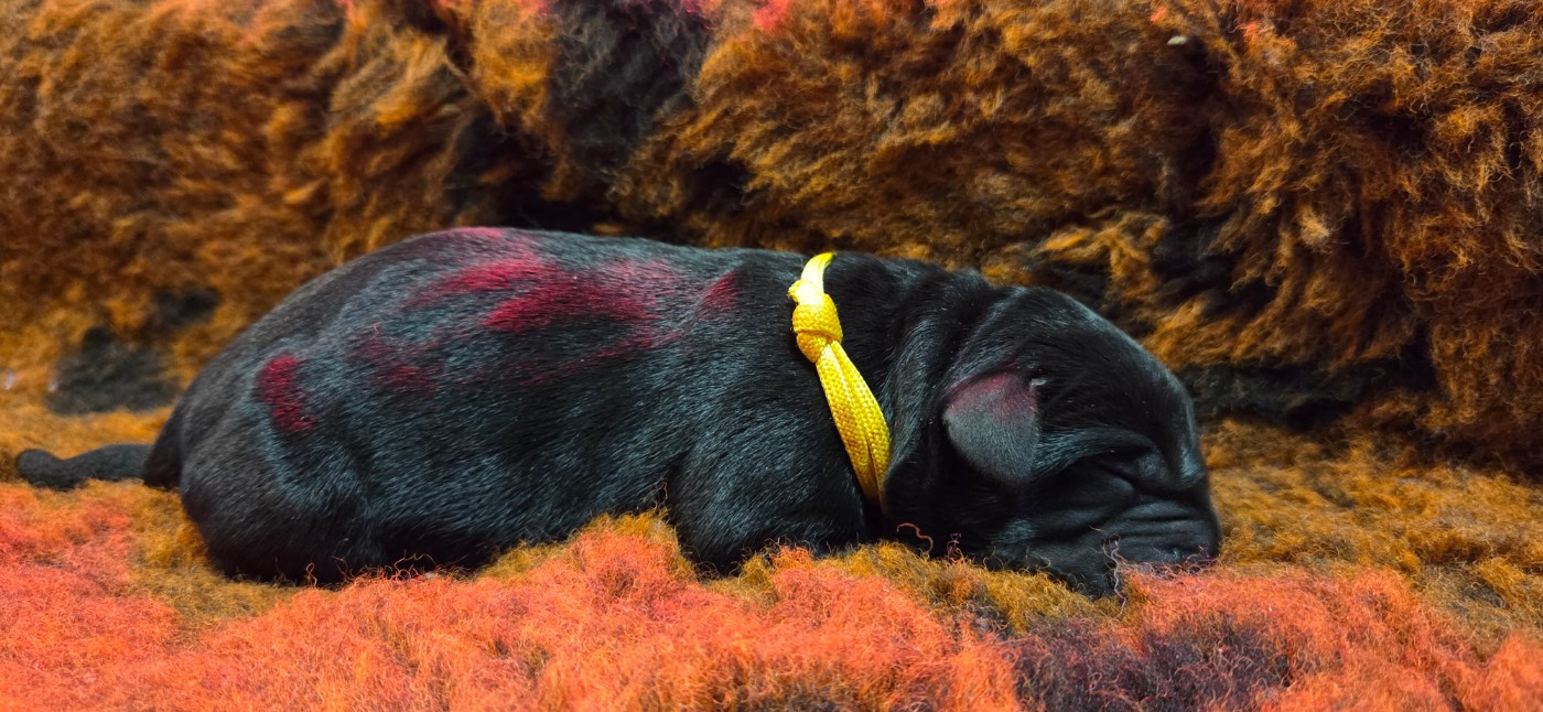 Du Gardien Des Aulnois - Chiots disponibles - Labrador Retriever