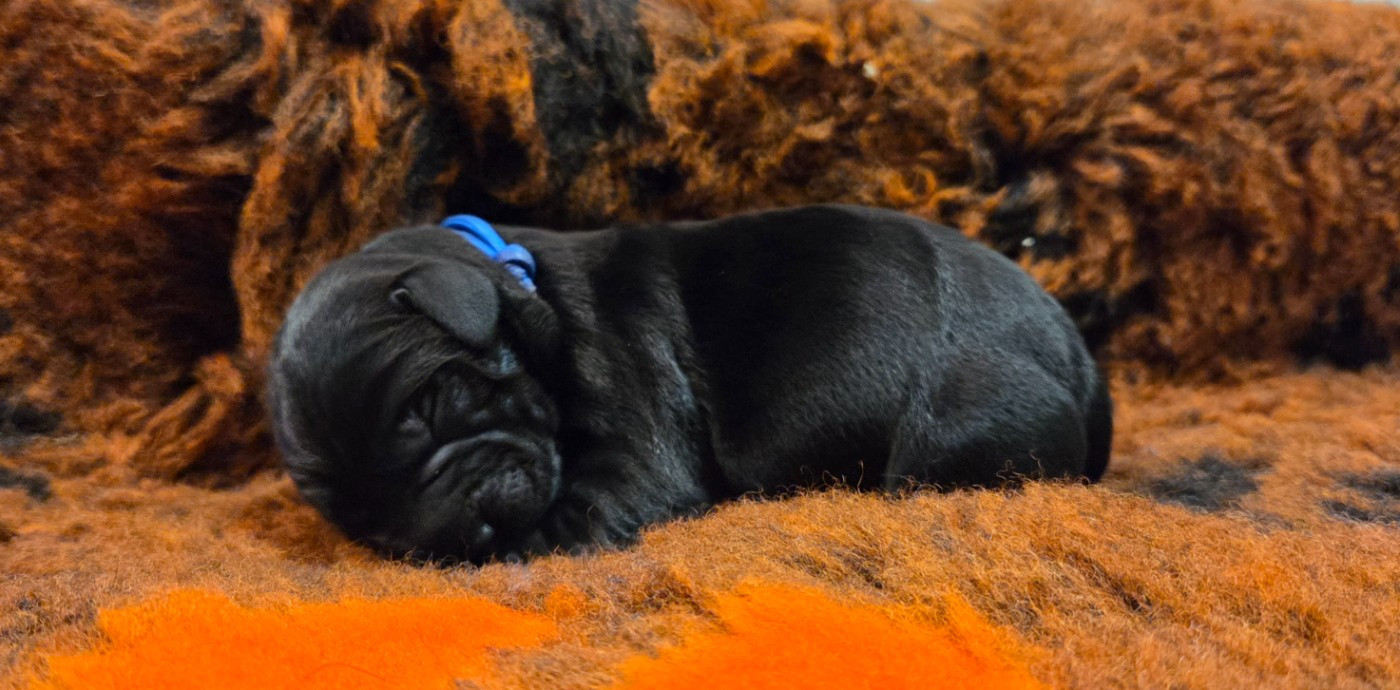 Du Gardien Des Aulnois - Chiots disponibles - Labrador Retriever