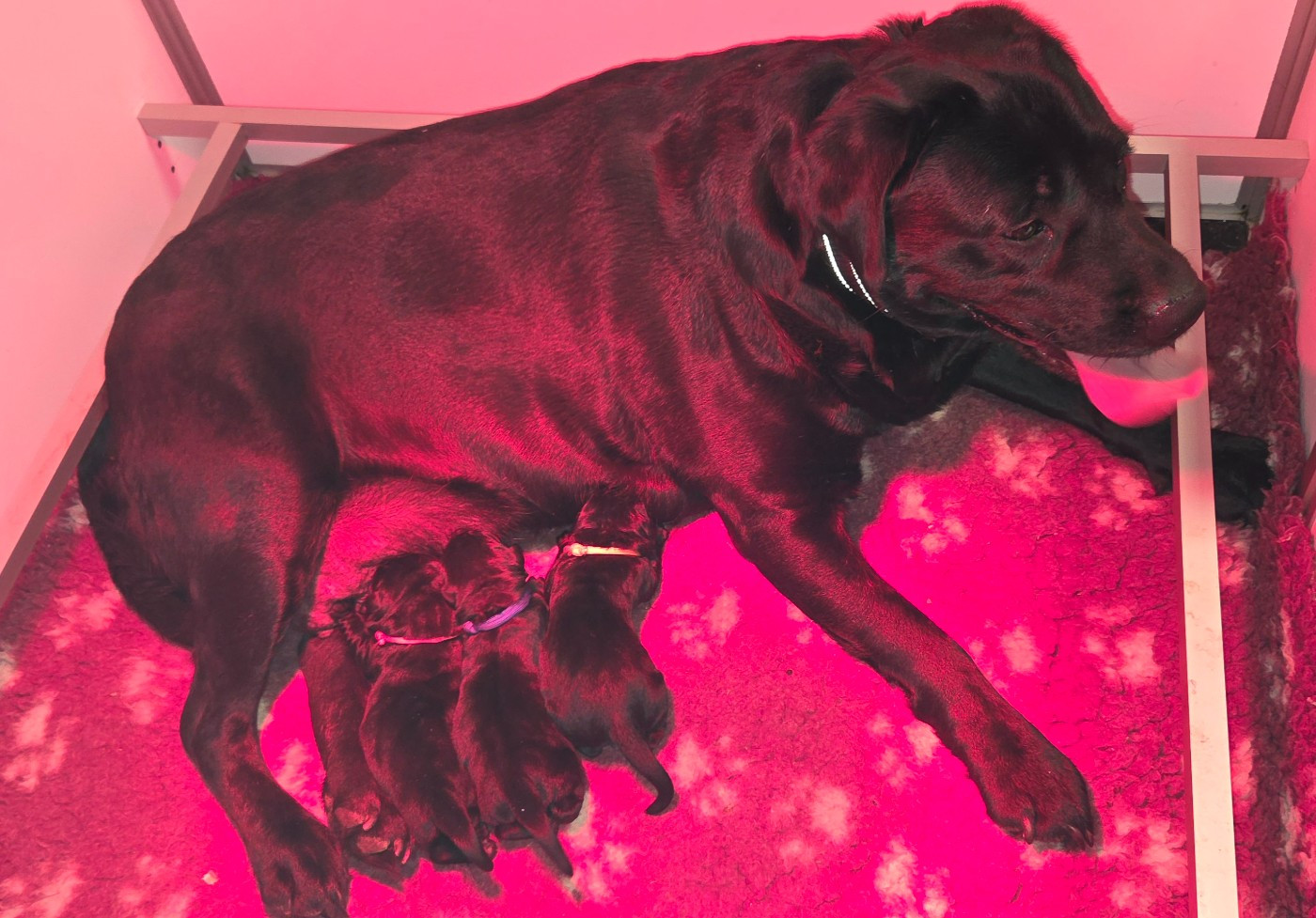 Chiot Labrador Retriever Du Gardien Des Aulnois