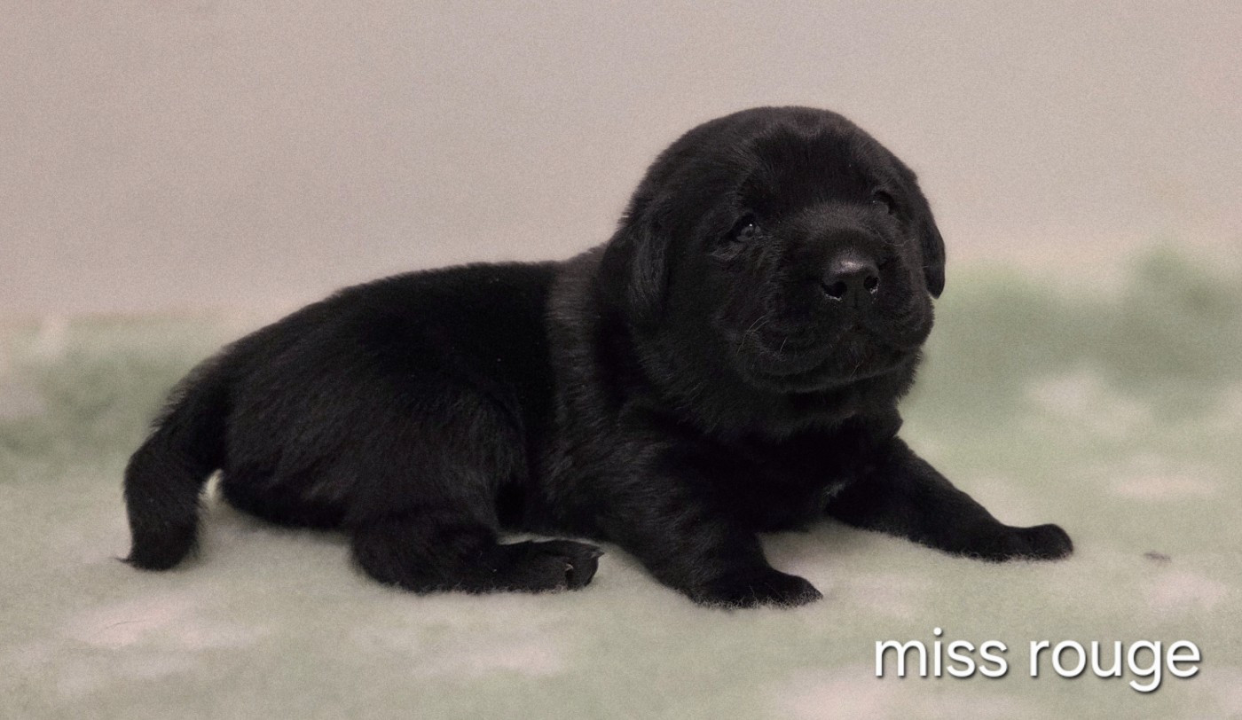 Du Gardien Des Aulnois - Chiots disponibles - Labrador Retriever