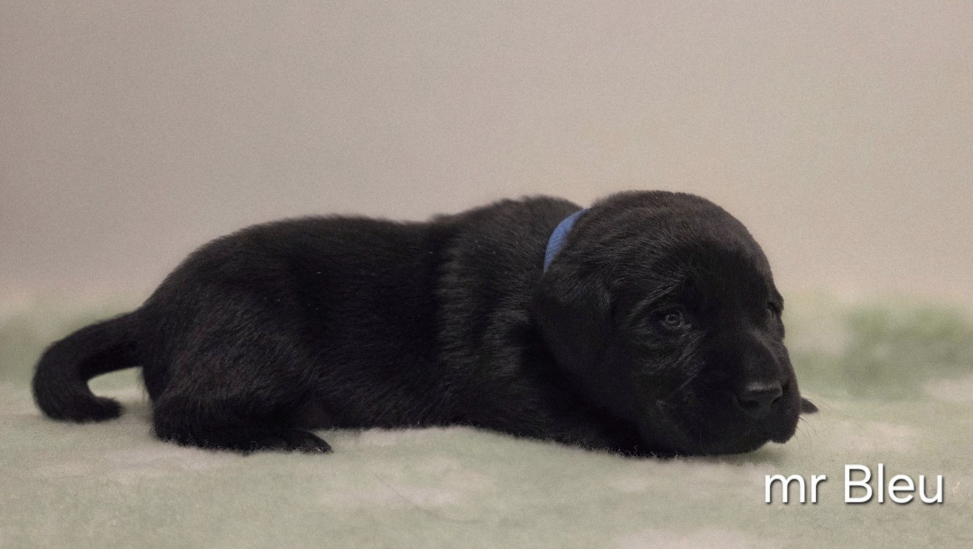Du Gardien Des Aulnois - Chiots disponibles - Labrador Retriever