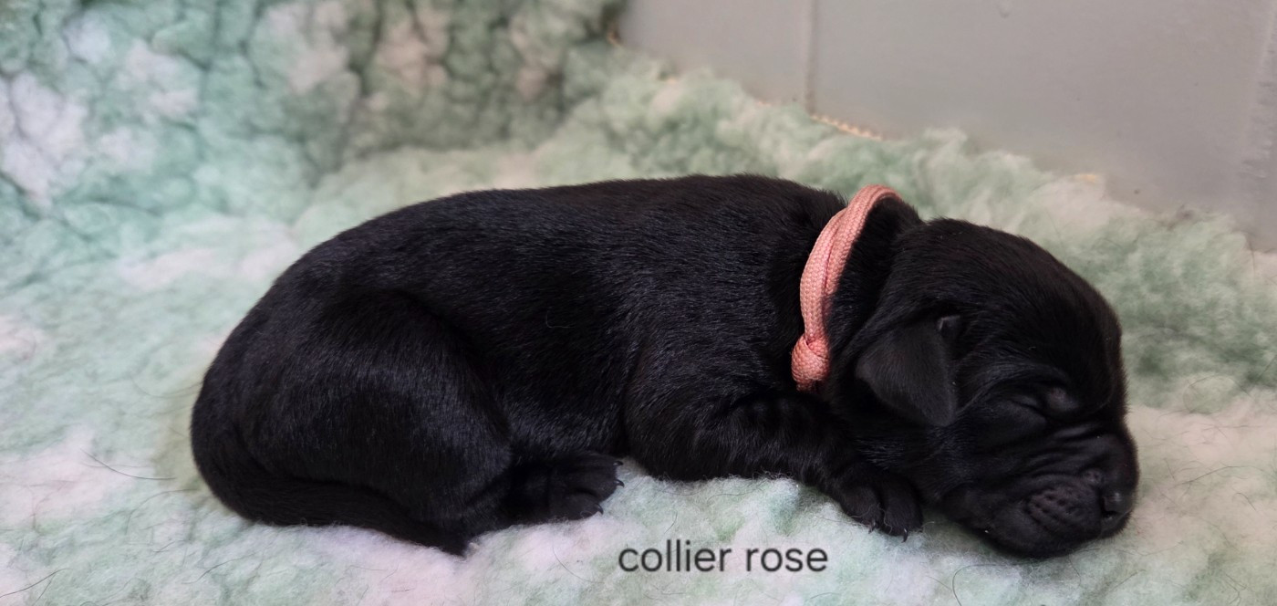 Du Gardien Des Aulnois - Chiots disponibles - Labrador Retriever