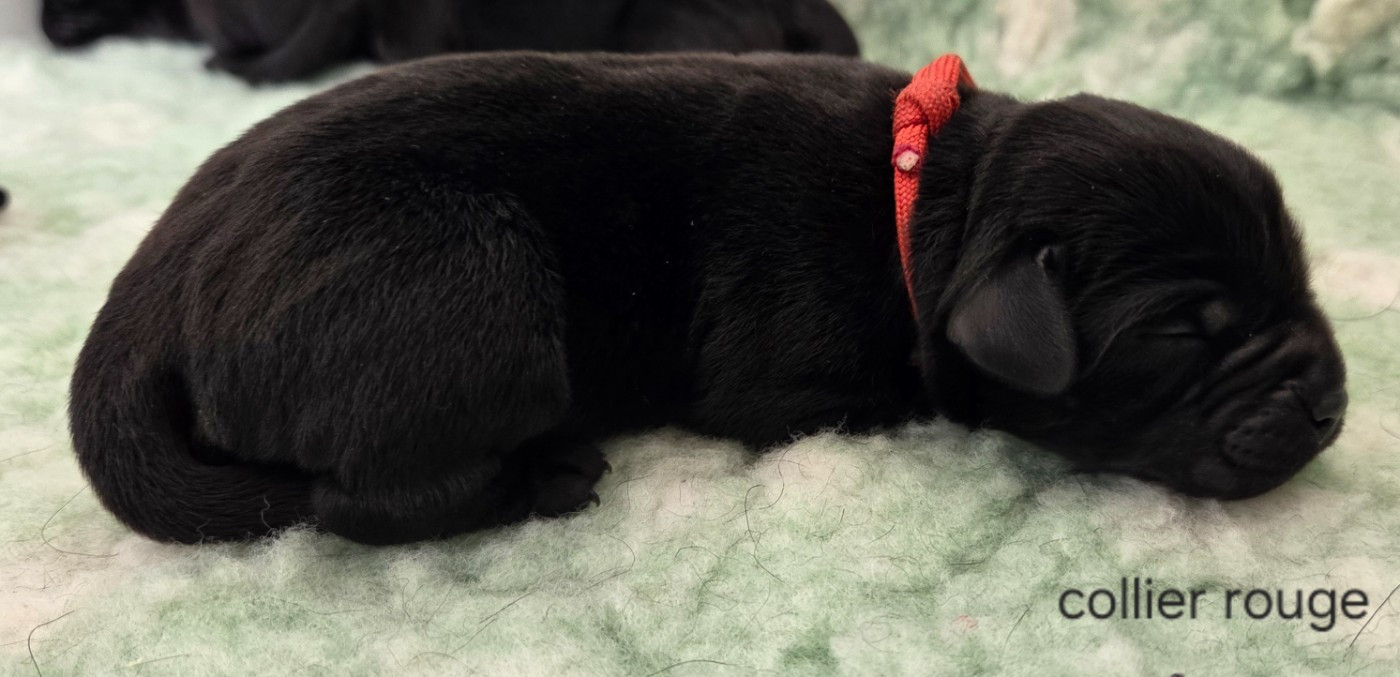 Du Gardien Des Aulnois - Chiots disponibles - Labrador Retriever