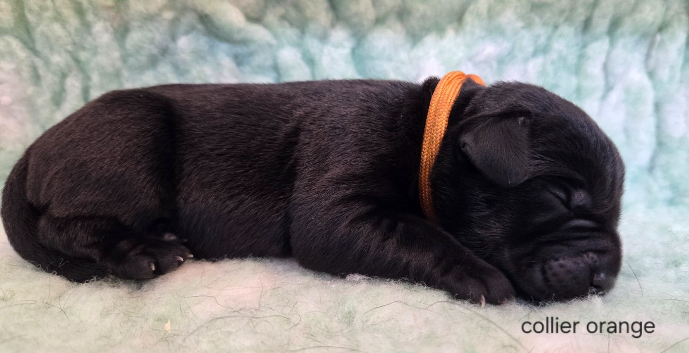 Du Gardien Des Aulnois - Chiots disponibles - Labrador Retriever