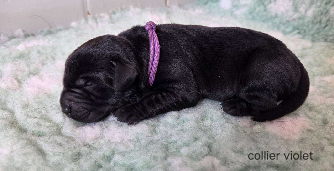 Du Gardien Des Aulnois - Chiots disponibles - Labrador Retriever
