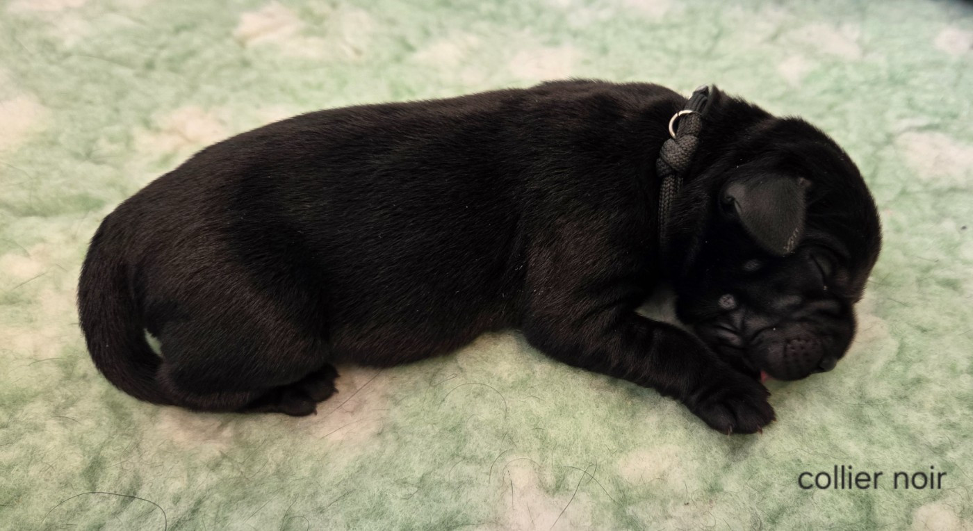 Du Gardien Des Aulnois - Chiots disponibles - Labrador Retriever