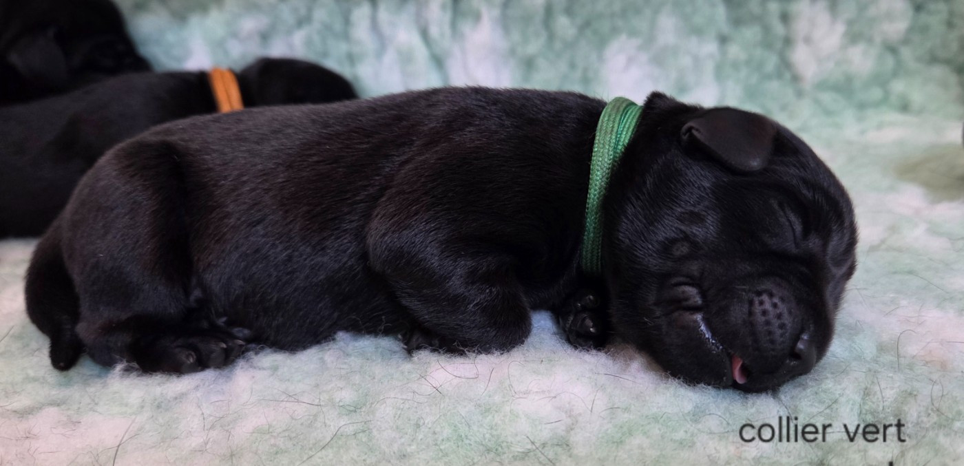 Du Gardien Des Aulnois - Chiots disponibles - Labrador Retriever