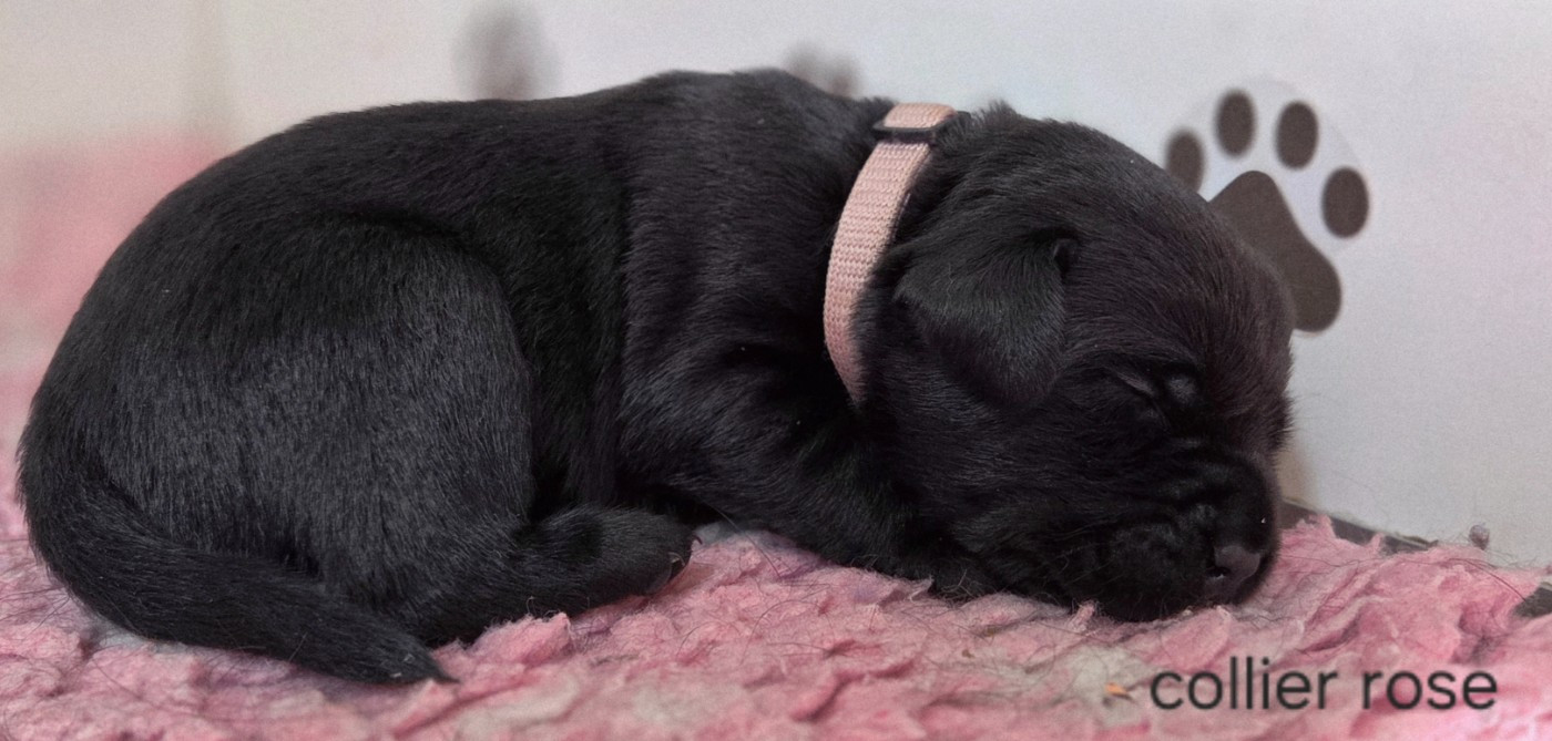 Du Gardien Des Aulnois - Chiots disponibles - Labrador Retriever