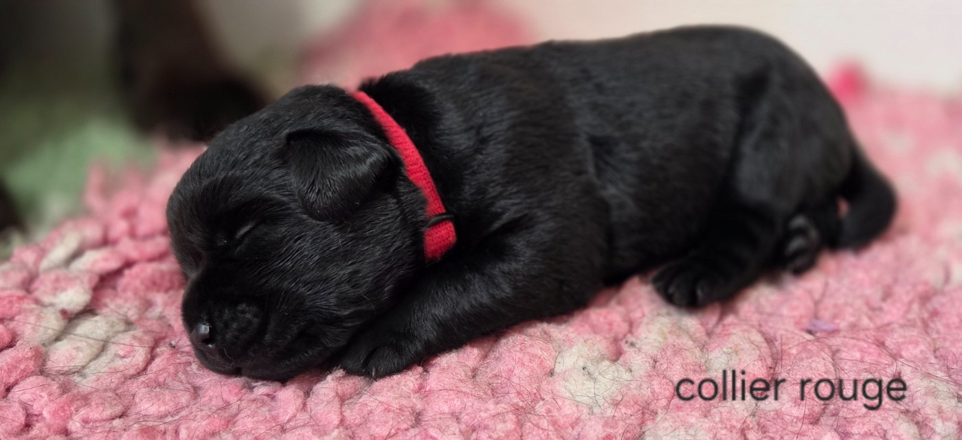 Du Gardien Des Aulnois - Chiots disponibles - Labrador Retriever