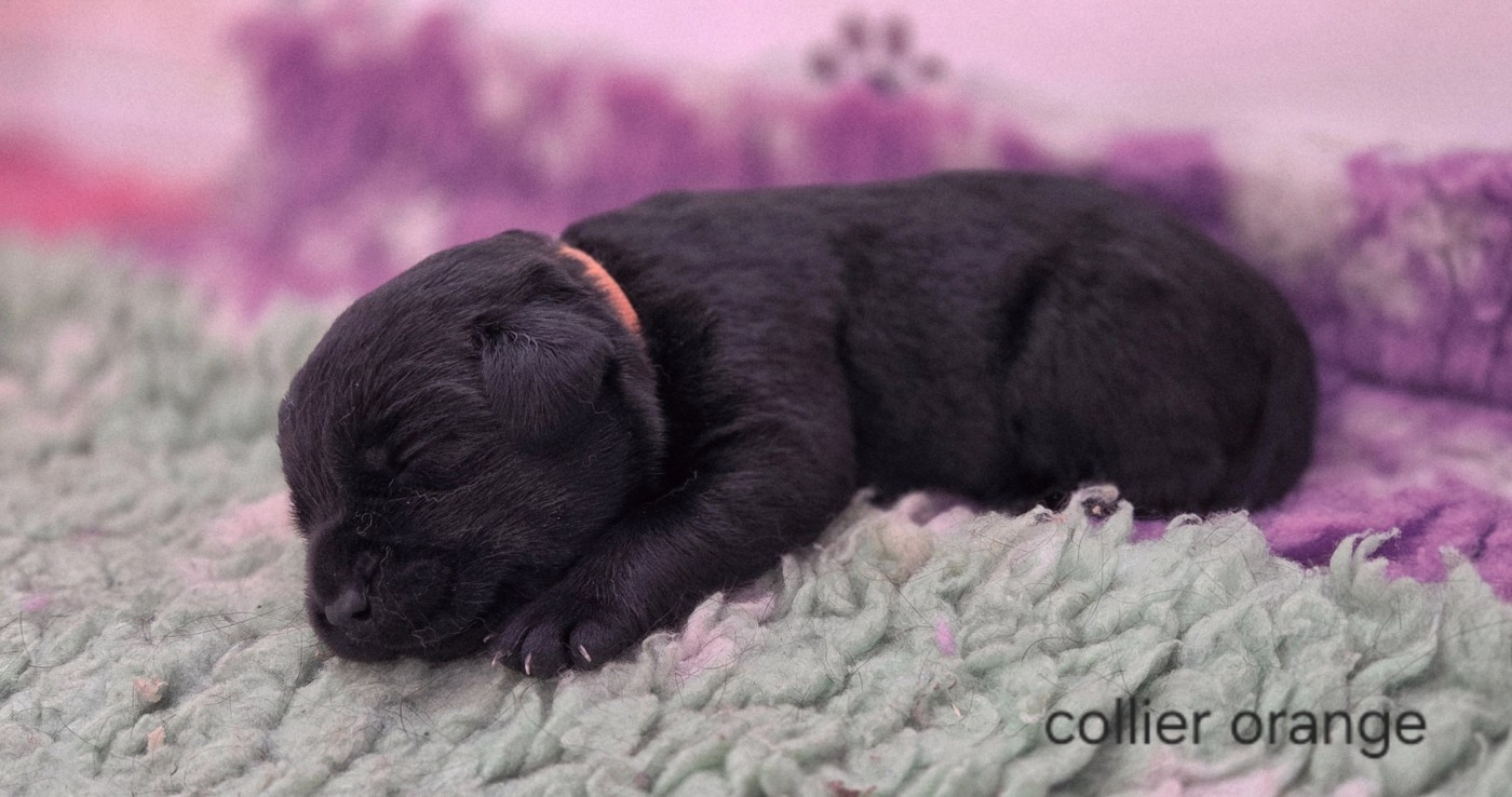 Du Gardien Des Aulnois - Chiots disponibles - Labrador Retriever