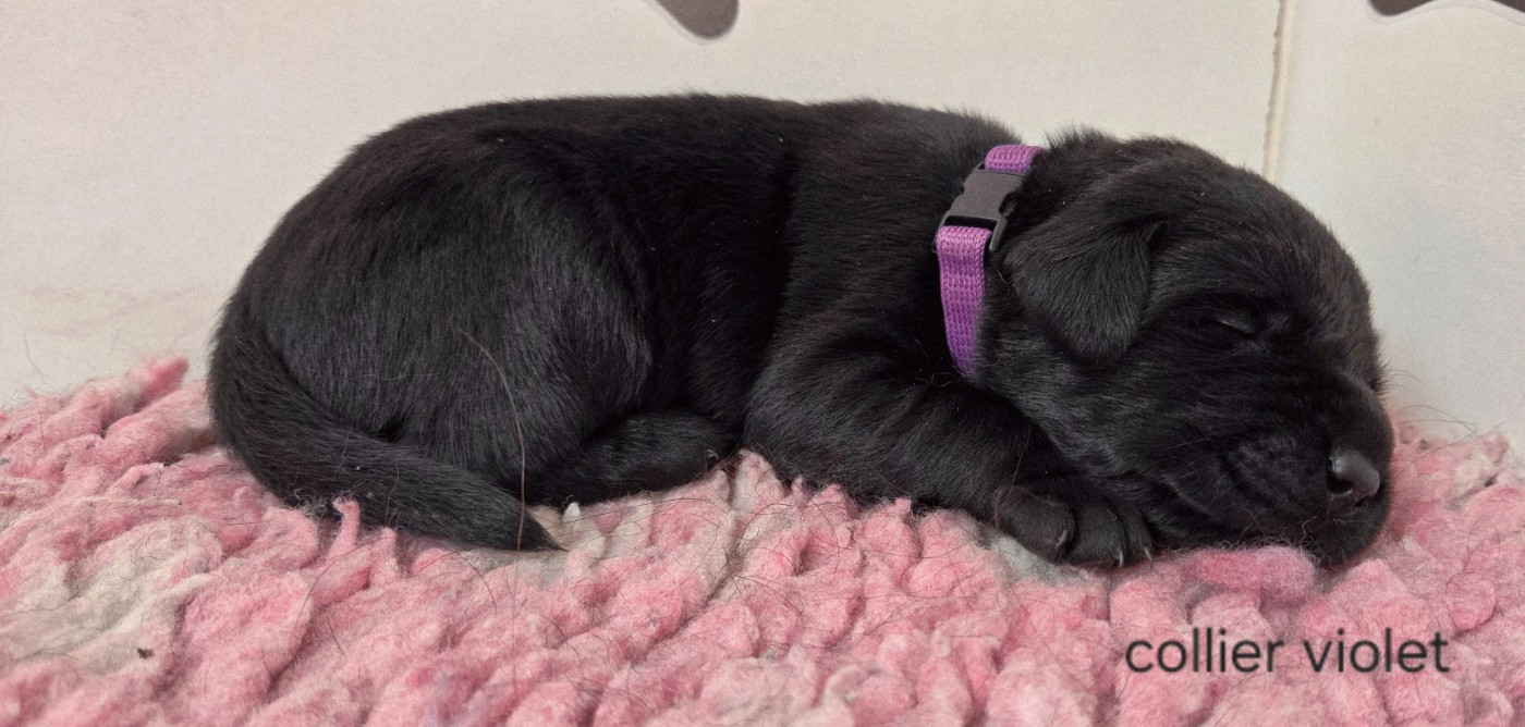 Du Gardien Des Aulnois - Chiots disponibles - Labrador Retriever