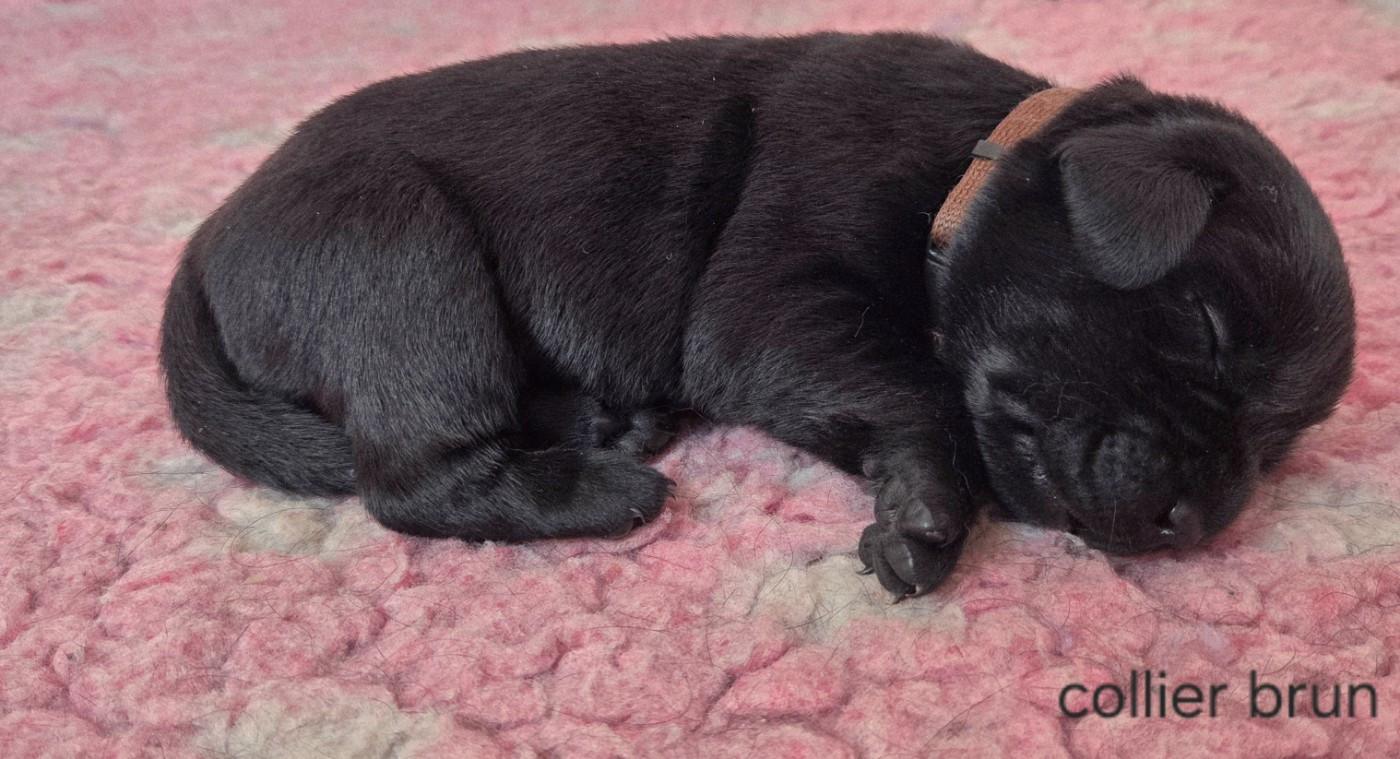 Du Gardien Des Aulnois - Chiots disponibles - Labrador Retriever