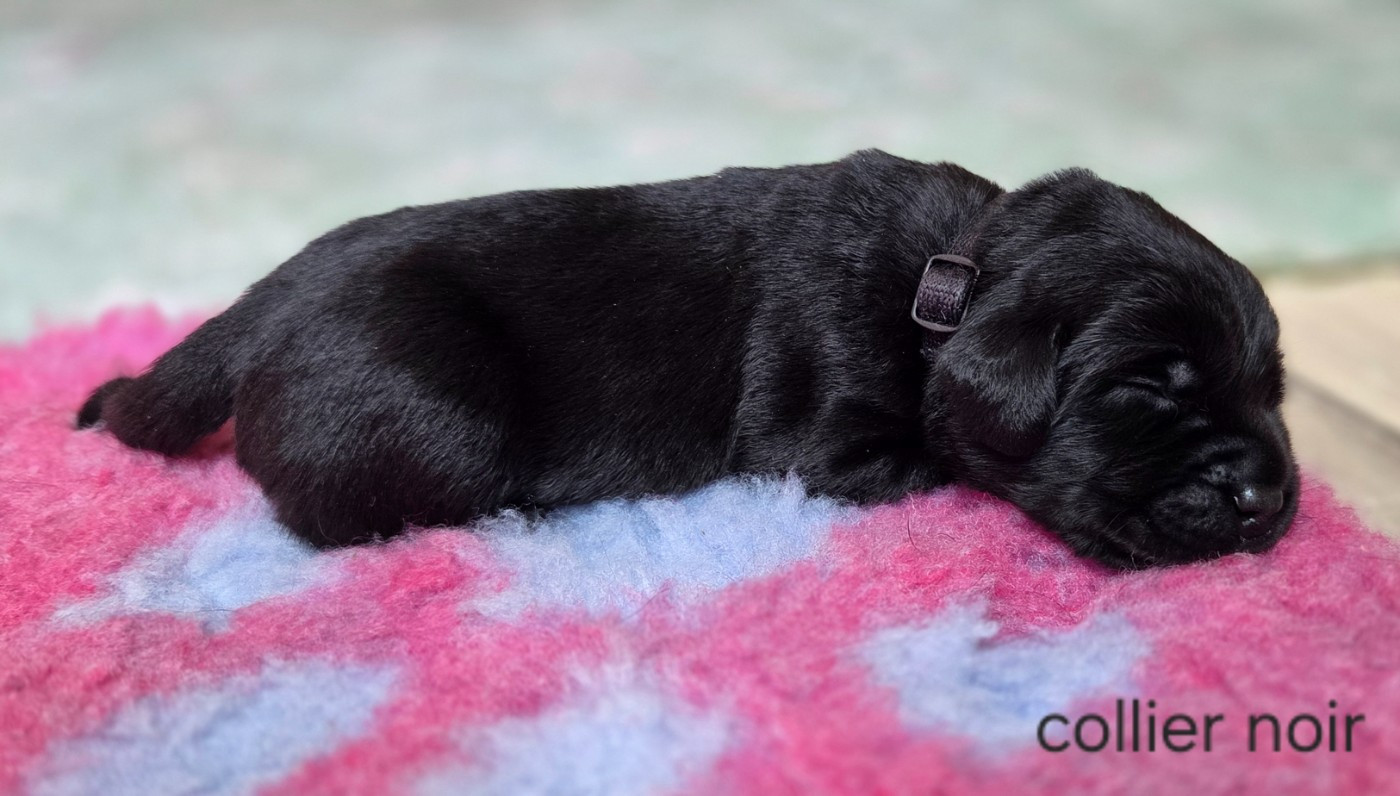 Du Gardien Des Aulnois - Chiots disponibles - Labrador Retriever