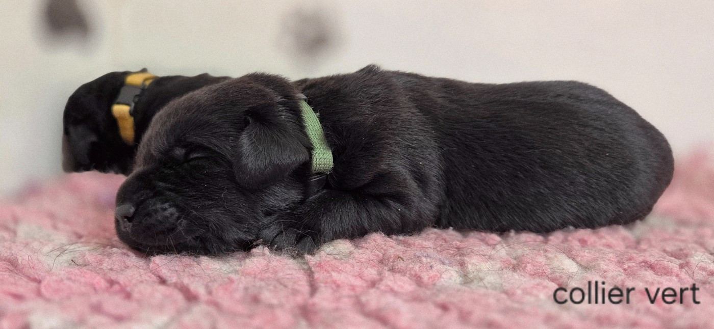 Du Gardien Des Aulnois - Chiots disponibles - Labrador Retriever