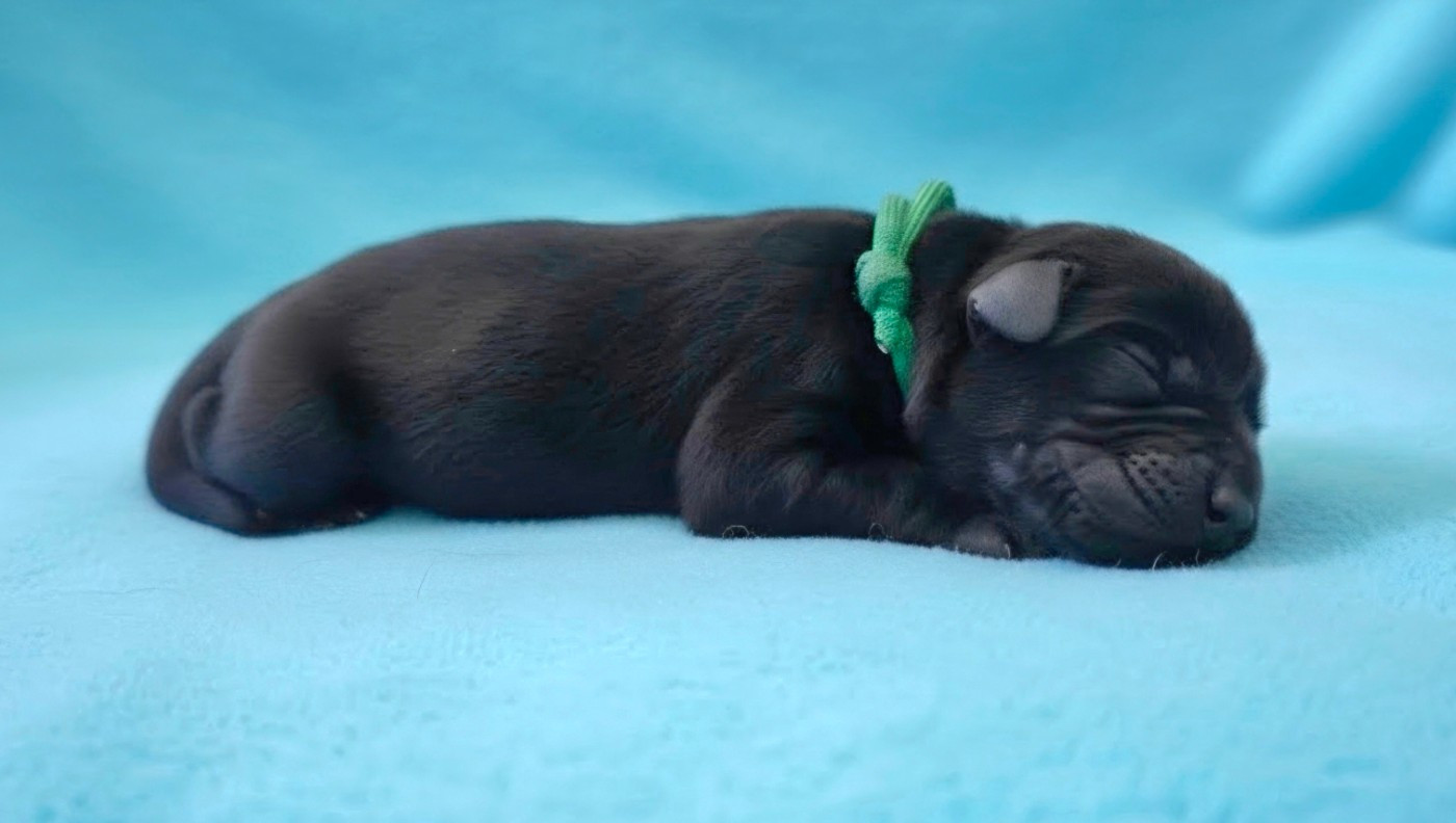 Du Gardien Des Aulnois - Chiots disponibles - Labrador Retriever