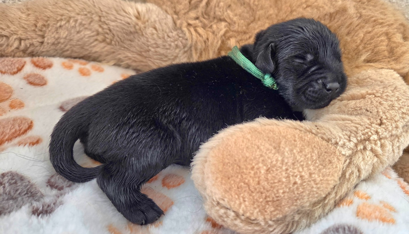 Du Gardien Des Aulnois - Chiots disponibles - Labrador Retriever