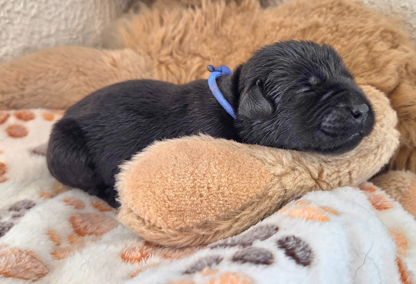 Du Gardien Des Aulnois - Chiots disponibles - Labrador Retriever