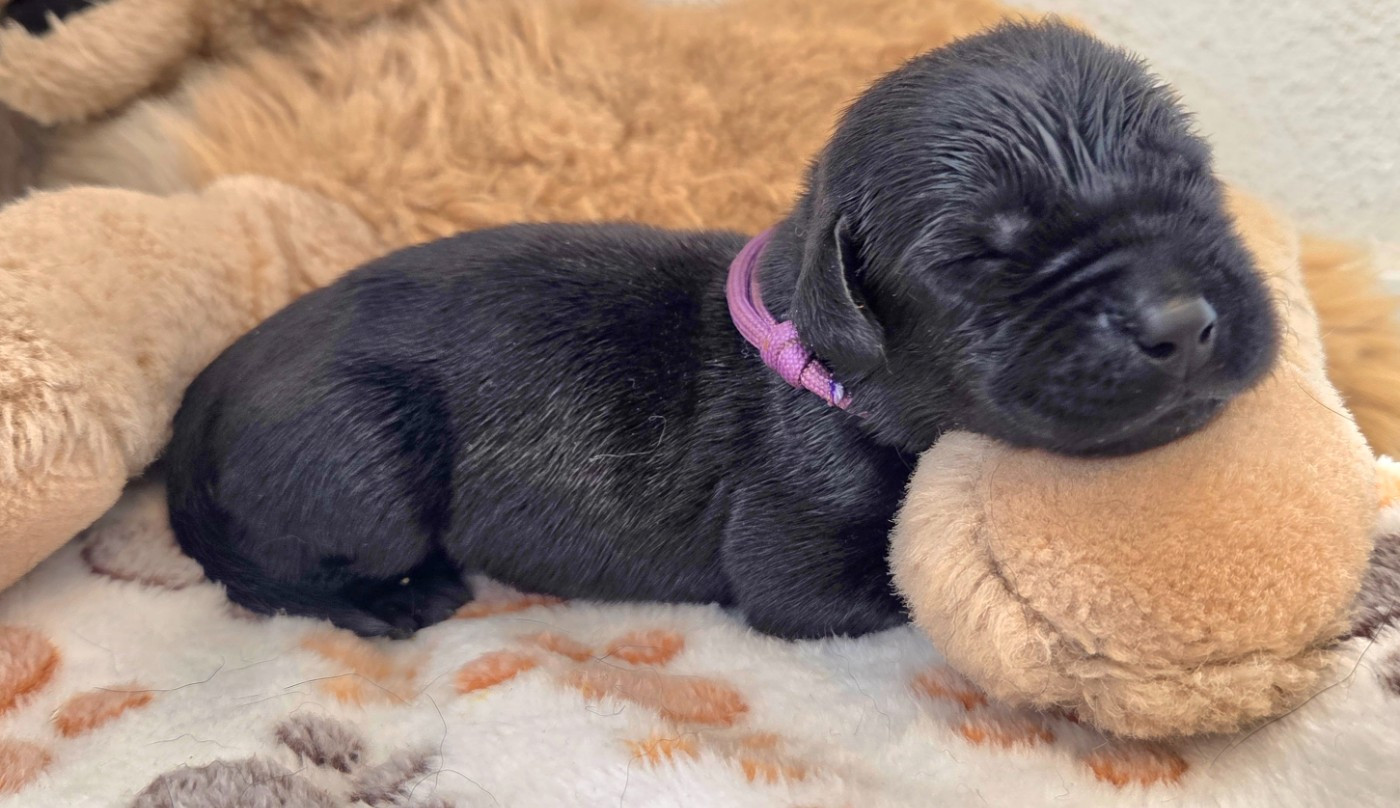 Du Gardien Des Aulnois - Chiots disponibles - Labrador Retriever