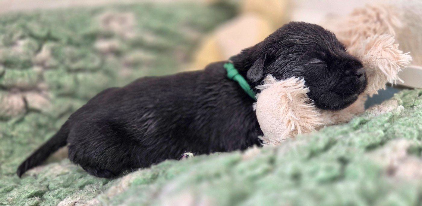 Du Gardien Des Aulnois - Chiots disponibles - Labrador Retriever