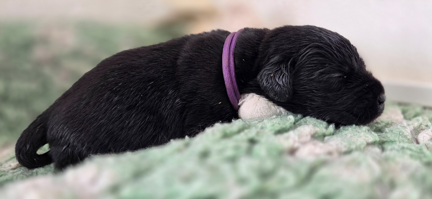 Du Gardien Des Aulnois - Chiots disponibles - Labrador Retriever