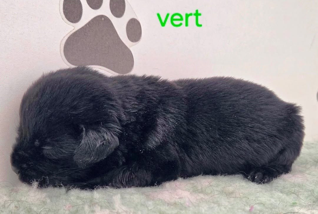 Du Gardien Des Aulnois - Chiots disponibles - Labrador Retriever